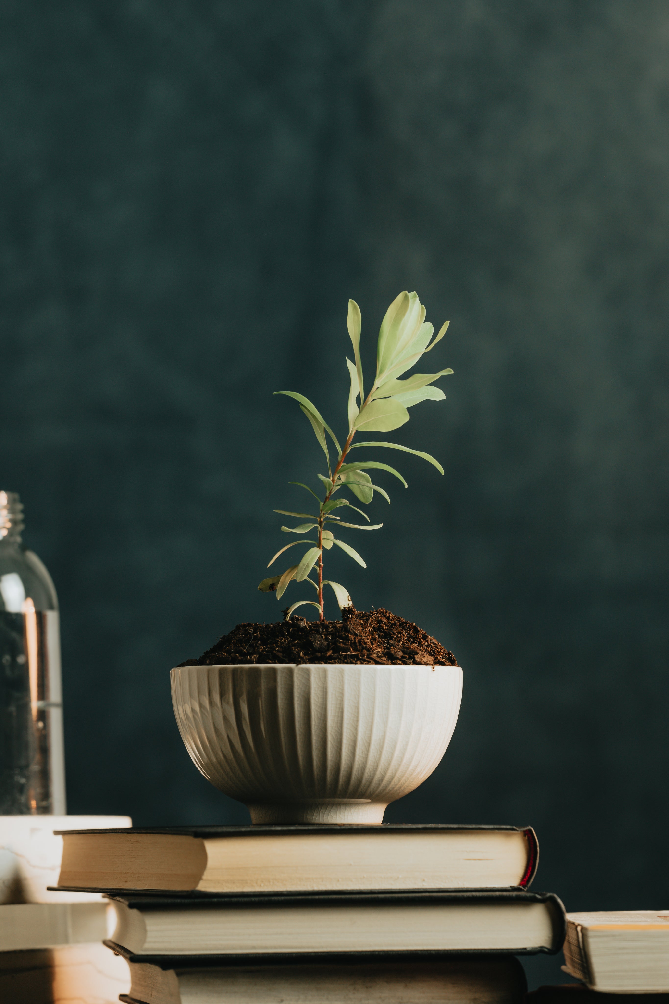 Small green plant growing in a white bowl on a stack of books – symbol of natural growth and restoration inspired by Deoxylocks 2DDR Hydrogel