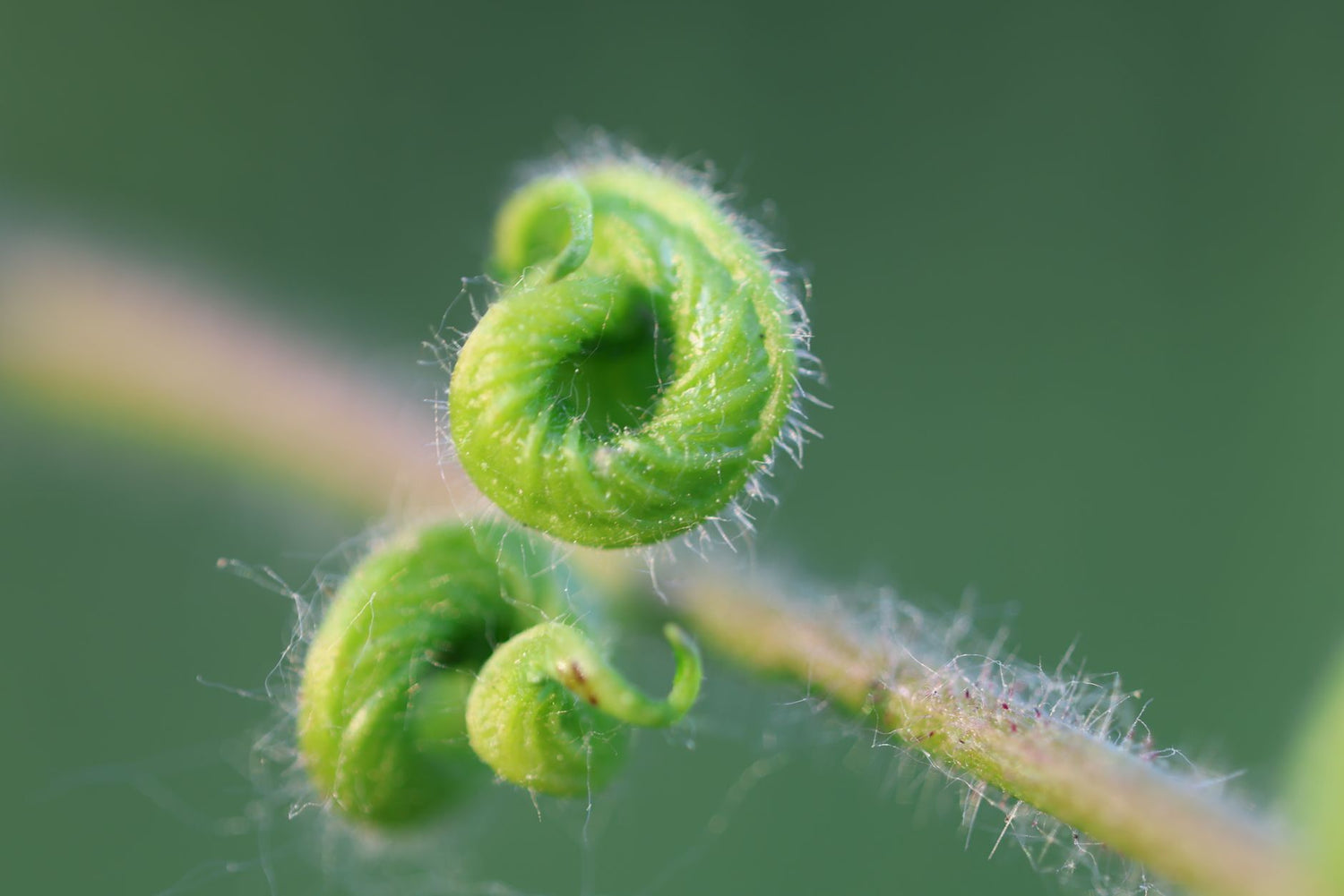 Macro shot of a green fern frond unfurling, showcasing its delicate textures.