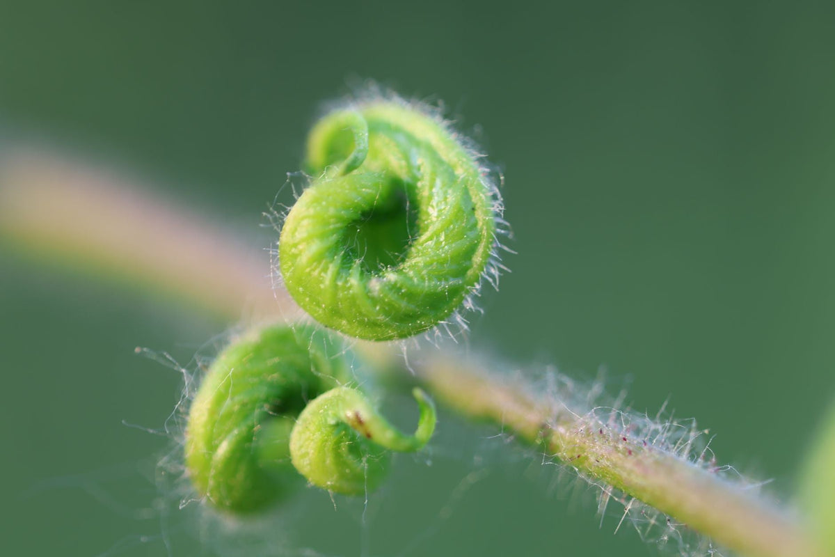 Macro shot of a green fern frond unfurling, showcasing its delicate textures.