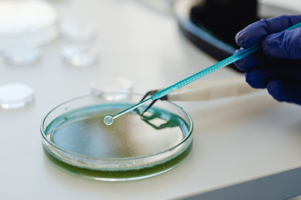 Scientist conducting an experiment with a pipette and petri dish in a lab