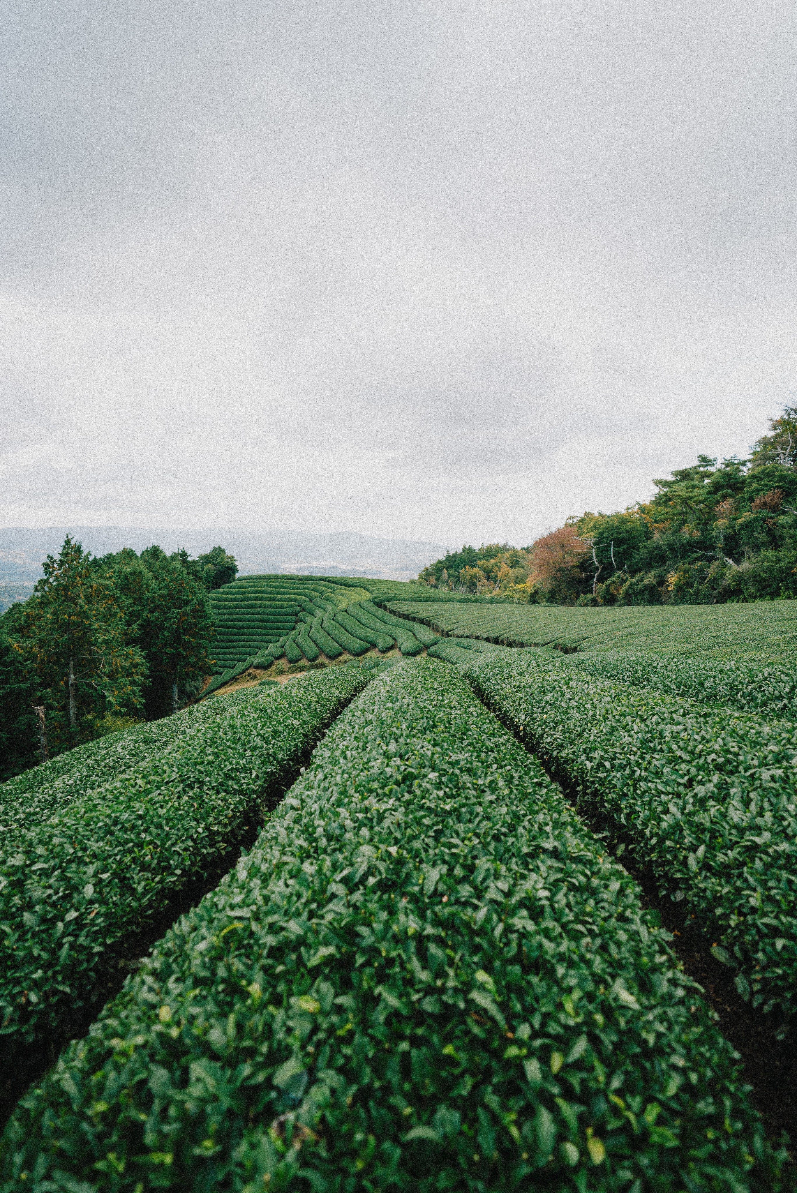 Rows of green plants growing on rolling hills – symbol of natural renewal and sustainable growth inspired by Deoxylocks 2DDR Hydrogel formula